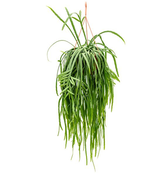 Lepismium bolivianum 4LEBOHA15