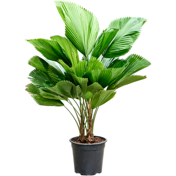 Licuala grandis (90-130) 4LIGR2S27