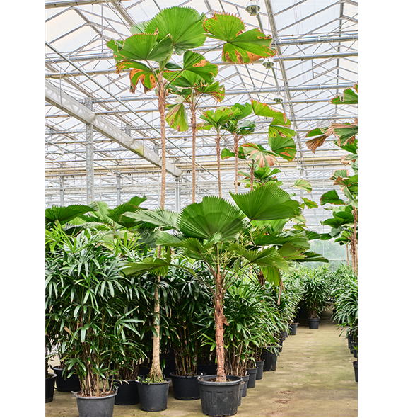 Licuala grandis (450-500) 4LIGRRS55