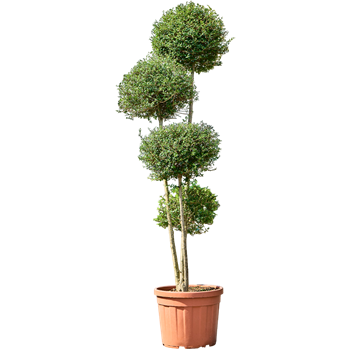Ligustrum Jonandrum 5LIJOBU01