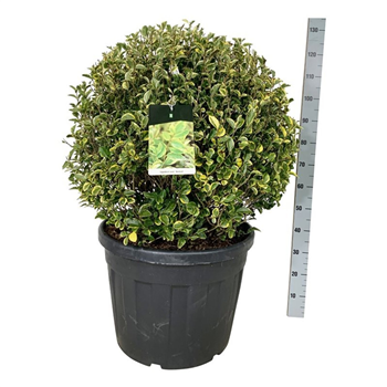 Ligustrum ovalifolium 'Aureum' F00007366