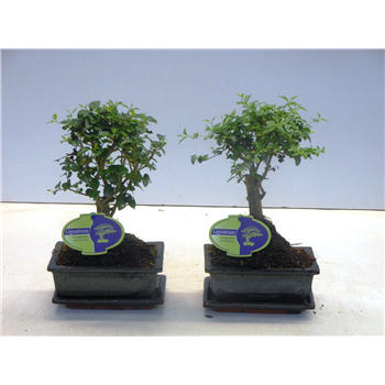 Ligustrum sinense F00002222