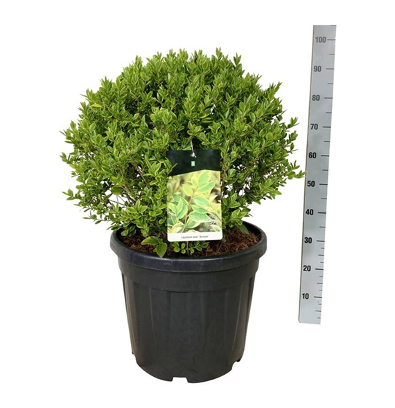 Ligustrum ovalifolium 'Aureum' F00007361