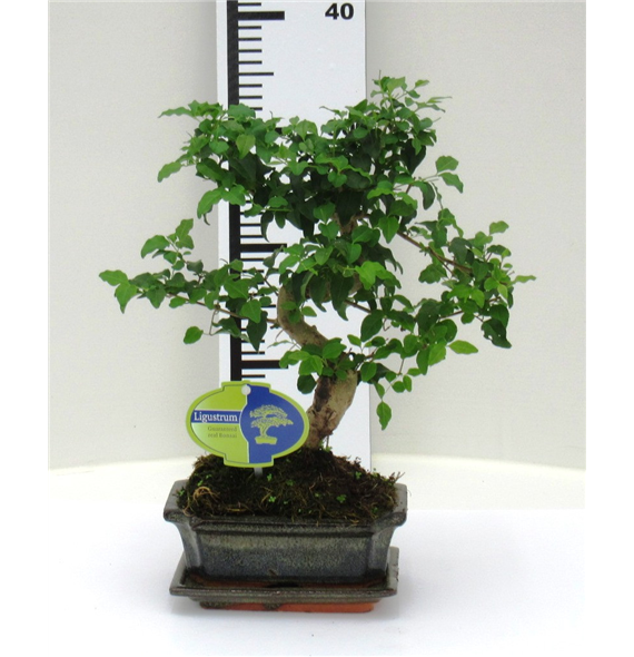 Ligustrum sinense Bonsaj F00002381