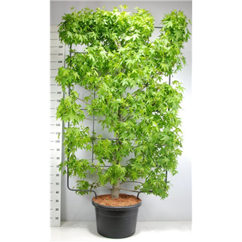 Liquidambar styraciflua F00005980
