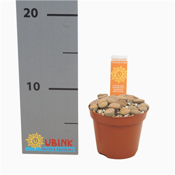 Lithops sp F00002685
