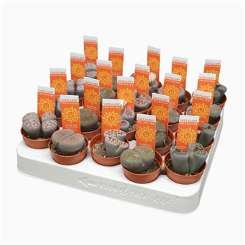 Lithops sp F00002923