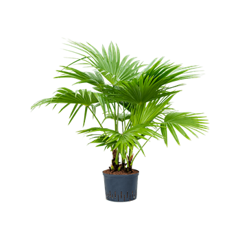 Livistona chinensis 1LICHMS25
