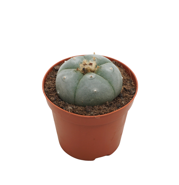 Lophophora williamsii F00001697