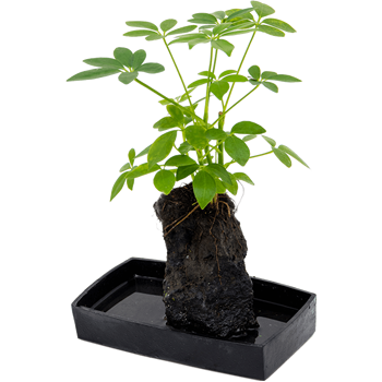 Lova schefflera 4LOSCLS14