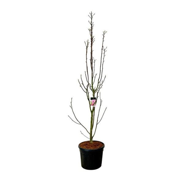 Magnolia loebneri 'Watermelon' F00007481