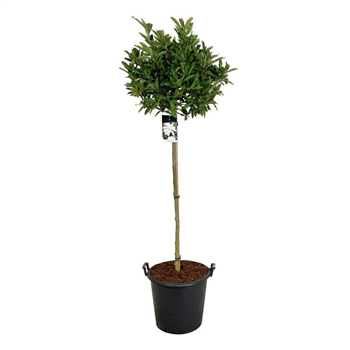 Magnolia stellata F00006211