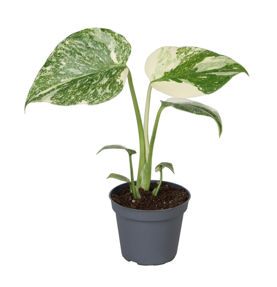 Monstera Creme Brulee F00002014