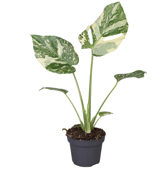 Monstera Creme Brulee F00002015