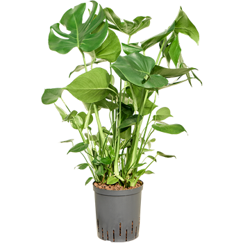 Monstera deliciosa 1MODEBU18