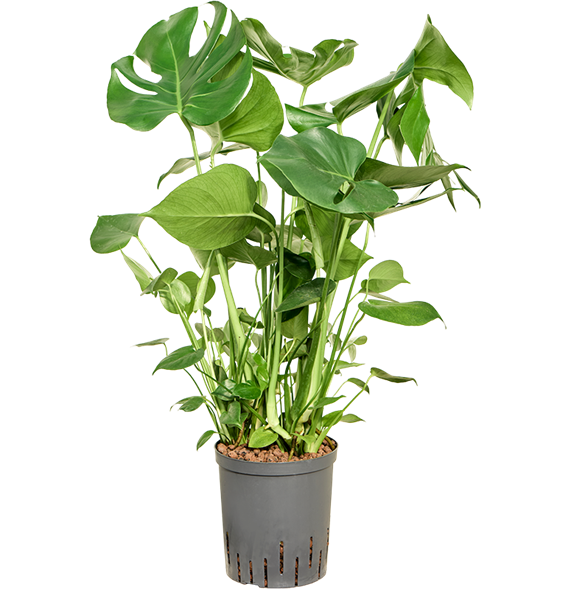 Monstera deliciosa 1MODEBU18