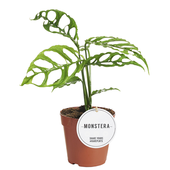Monstera Obliqua Peru F00004096