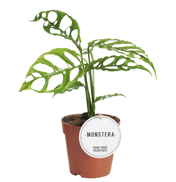 Monstera Obliqua Peru F00004096