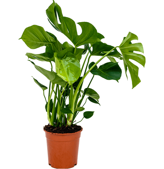 Monstera deliciosa 4MODEBU21