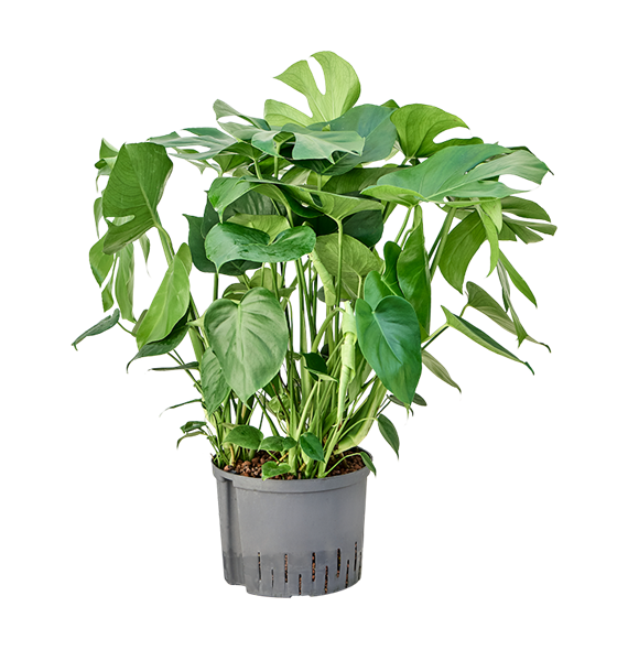 Monstera deliciosa 1MODEBU25