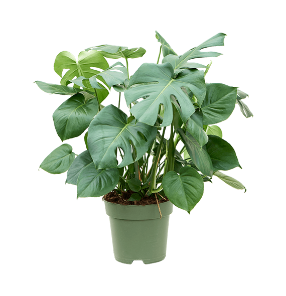 Monstera deliciosa 4MODEBU27