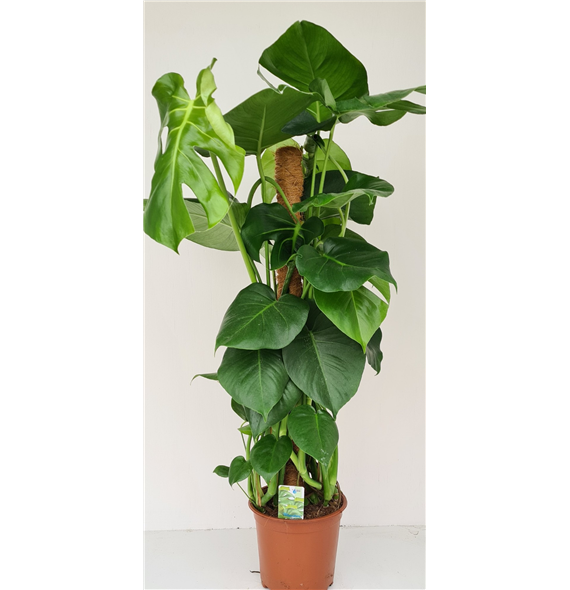 Monstera deliciosa F00001873
