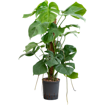 Monstera deliciosa 1MODEMK08