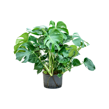 Monstera deliciosa 1MODEBU28