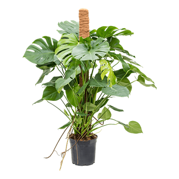 Monstera deliciosa 4MODEMK34