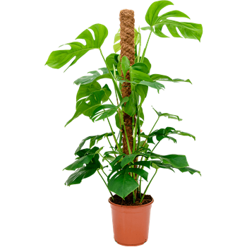 Monstera deliciosa 4MODEMK10