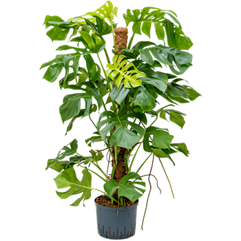 Monstera deliciosa 1MODEMK25