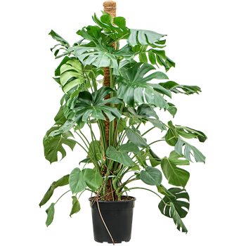 Monstera deliciosa 4MODEMK31