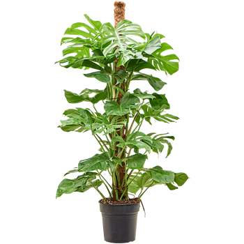 Monstera deliciosa 4MODEMK50