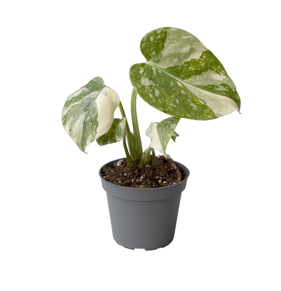 Monstera deliciosa 'Thai Constellation' F00002017