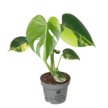 Monstera deliciosa 'Aurea Variegata' F00004169