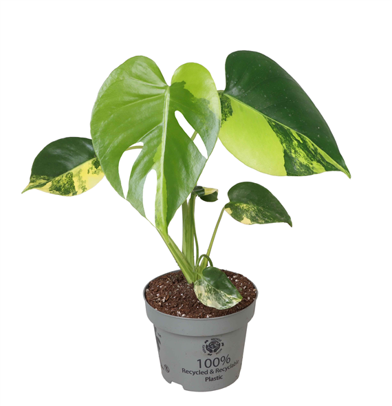 Monstera deliciosa 'Aurea Variegata' F00004169