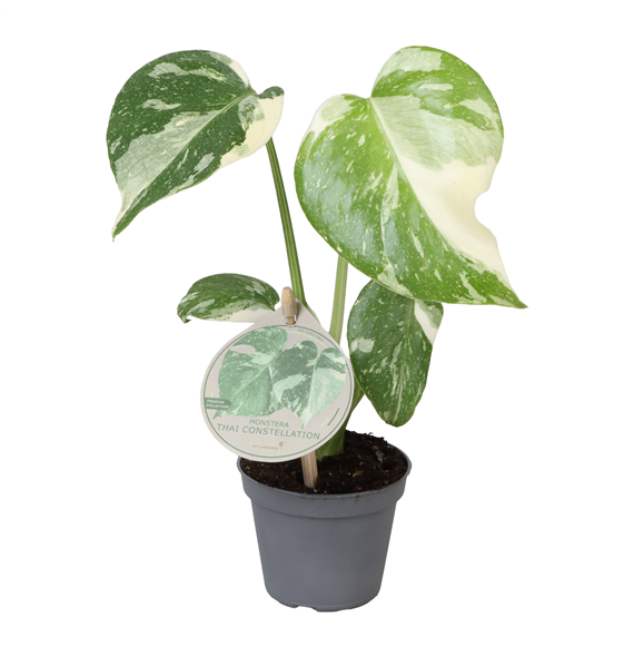 Monstera deliciosa 'Thai Constellation' F00004170
