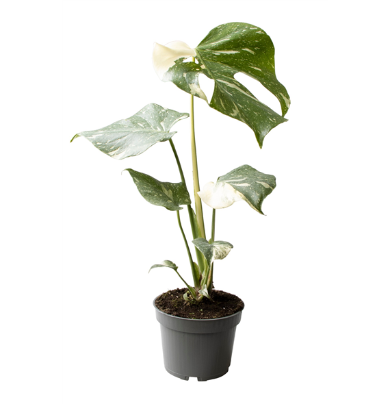 Monstera deliciosa 'Thai Constellation' F00004457
