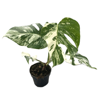Monstera deliciosa 'Variegata' F00005214