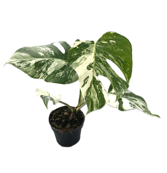 Monstera deliciosa 'Variegata' F00005214