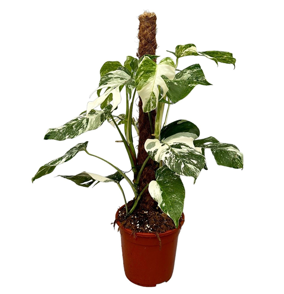 Monstera deliciosa 'Variegata' F00005515