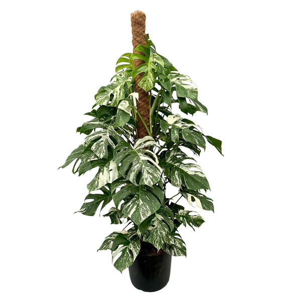 Monstera deliciosa 'Variegata' F00005517