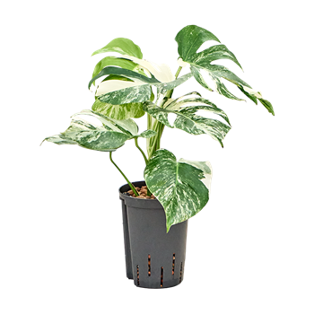 Monstera deliciosa 'Variegatum' 1MODVBU15