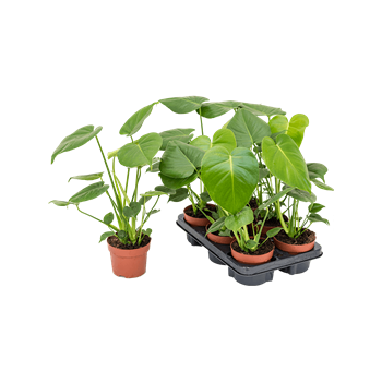 Monstera deliciosa 6/tray 4MODEBU15