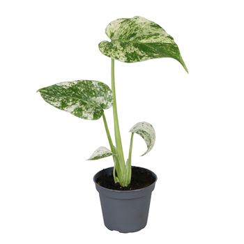 Monstera deliciosa Mint F00002012