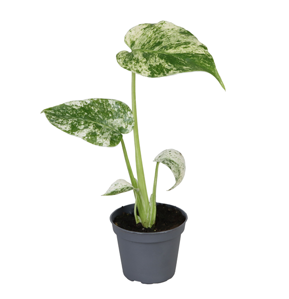 Monstera deliciosa Mint F00002012