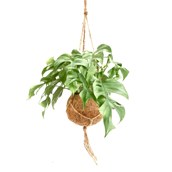 Monstera minima F00005257