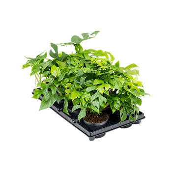 Monstera minima 8/tray 4MOMIBP14