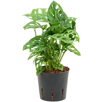 Monstera obliqua 2MOOBBP10