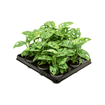 Monstera obliqua 12/tray 4MOOBBP06
